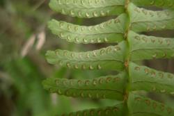 Nephrolepis flexuosa. Abaxial surface of fertile frond showing lunulate indusia close to the pinna margins. 
 Image: L.R. Perrie © Leon Perrie CC BY-NC 3.0 NZ